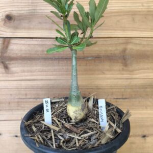 2511 01 Big Caudex Blossom