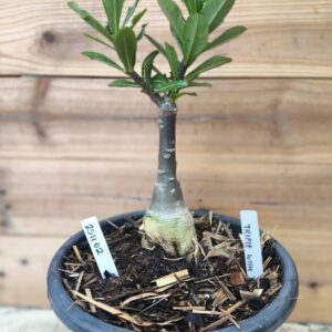 2511 02 Big Caudex Triple Wish