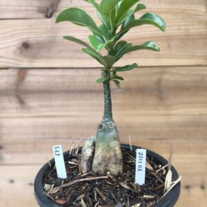 2511 03 Big Caudex Lily