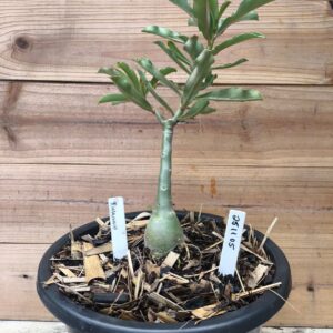 2511 05 Big Caudex Rihanna