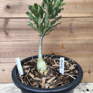 2511 06 Big Caudex Golden Faith