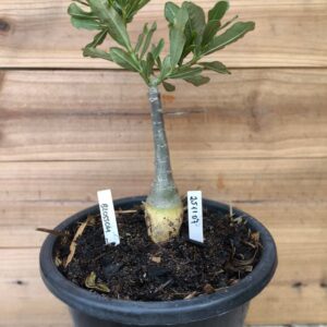 2511 07 Big Caudex Blosson