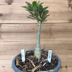 2511 09 Big Caudex Lilac Frost