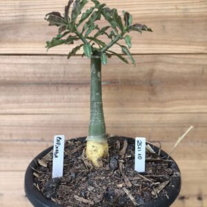 2511 10 Big Caudex Capixaba