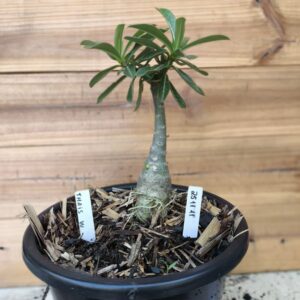 2511 11 Big Caudex Thais W