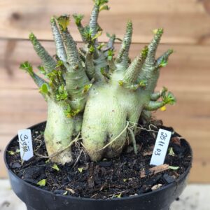 2511 03 Arabicum Bizão - Adulta