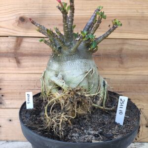 2511 10 Arabicum Aeung - Adulta