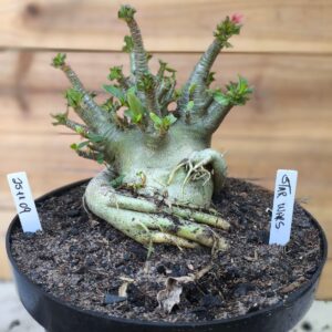 2511 09 Arabicum Star Wars - Adulta