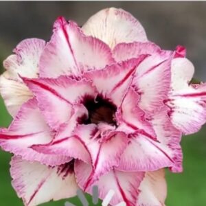 Avaria - Rosa do Deserto Lily