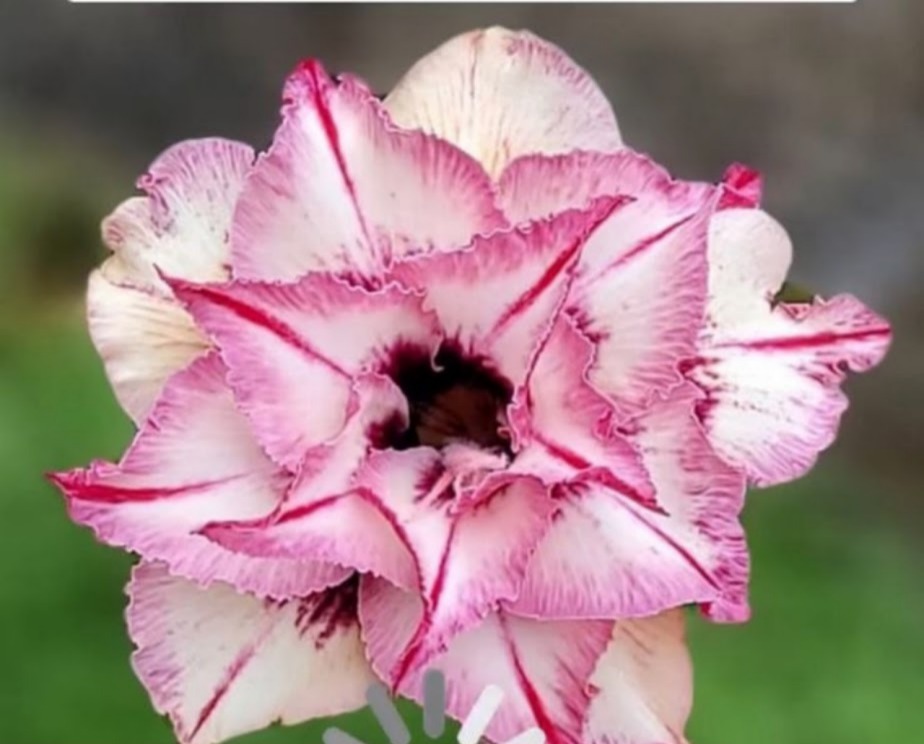 Avaria - Rosa do Deserto Lily