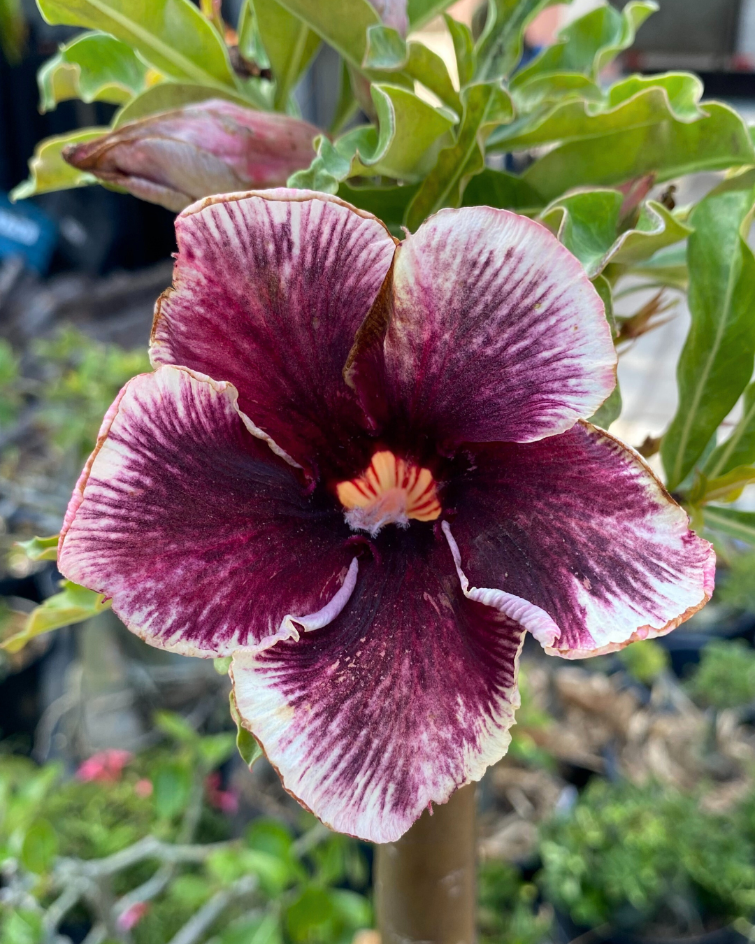 Baby - Rosa do Deserto Grape Essence