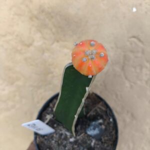 2711 05 Cacto Astrophytum Astérias auréa