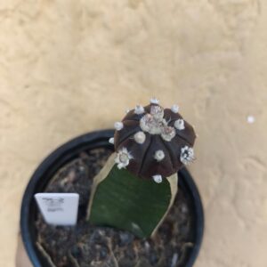 2711 06 Cacto Astrophytum Astérias Purple black