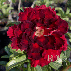 Pré Venda - Rosa do Deserto Guará Pitanga