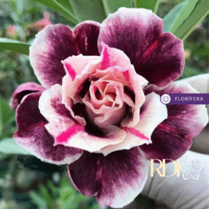 Podadinha - Rosa do Deserto Orion Nebula