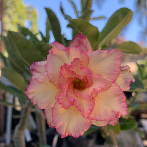 Pré Venda - Rosa do Deserto Dancing Queen - Imagem 2