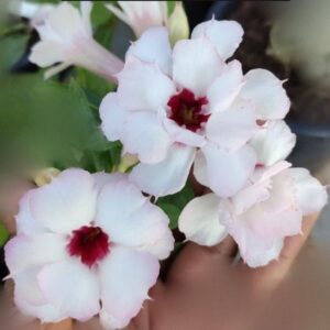 Pré Venda - Rosa do Deserto Sammume