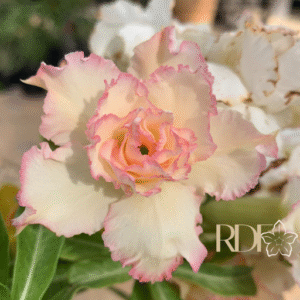 Pré Venda - Rosa do Deserto Fanhua - RC551