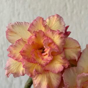 Pré Venda - Rosa do Deserto Dancing Queen