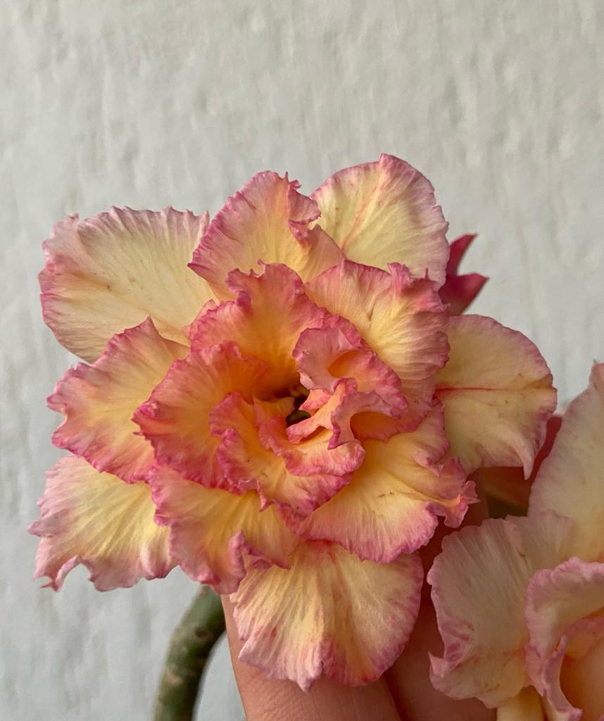 Pré Venda - Rosa do Deserto Dancing Queen