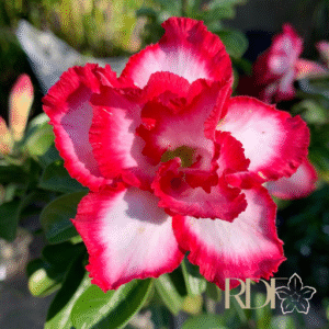 Podadinha - Rosa Do Deserto Juju