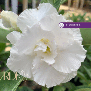 Podadinha - Rosa do Deserto Branca Dobrada