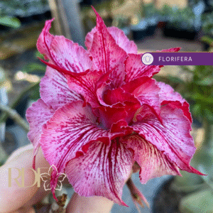 Pré Venda - Rosa do Deserto Liberty (RC115)