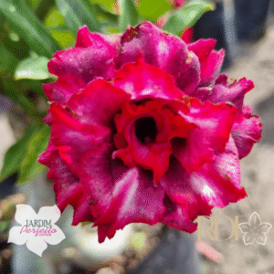 Podadinha - Rosa do Deserto Purple Jelly