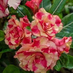 Pré Venda - Rosa do Deserto Pop Corn II