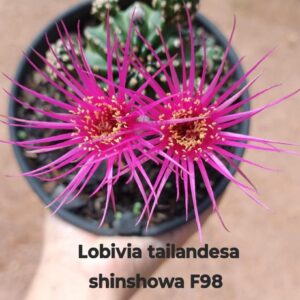 Lobivia Hibridas (F 98) Adulta no mandacaru