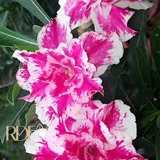 Pré Venda - Rosa Do Deserto Sorvete