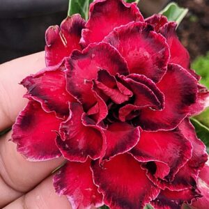 Pré Venda - Rosa do Deserto Dalila de Sansão(EV117)