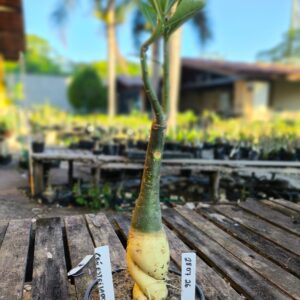 2807 26 Rosa do Deserto Céu Estrelado