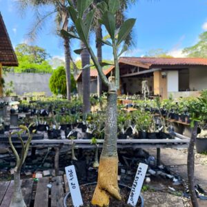 2907 20 Rosa do Deserto Céu Estrelado