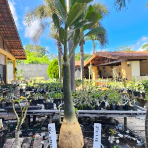 2907 16 Rosa do Deserto Céu Estrelado