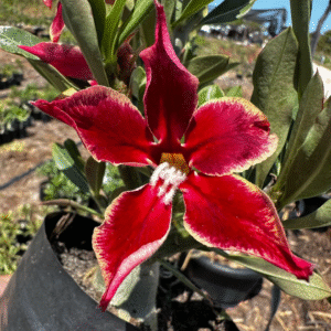 Baby - Rosa do Deserto Star Cluster II