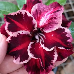 Podadinha - Rosa do Deserto Nolan