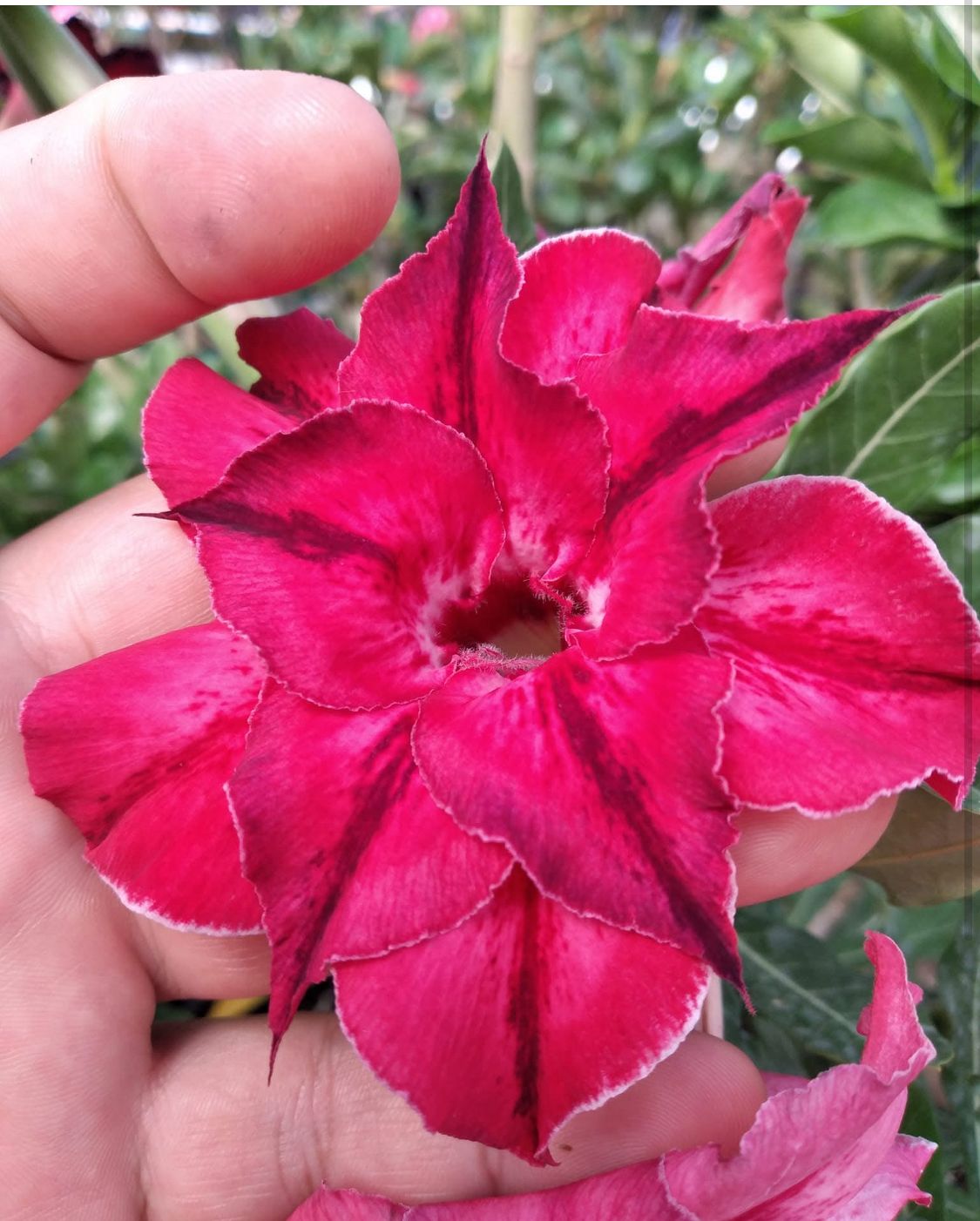 Baby - Rosa do Deserto Ayla