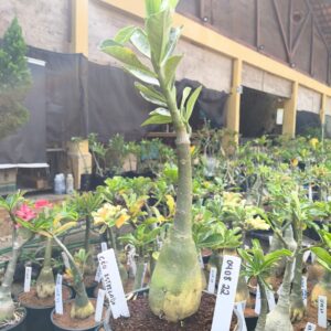 0408 22 Rosa do Deserto Céu Estrelado