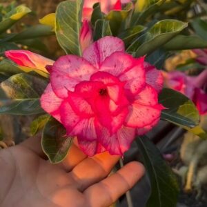 Podadinha - Rosa do Deserto ARM 1