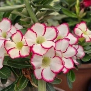 Baby - Rosa do Deserto Carpe Diem