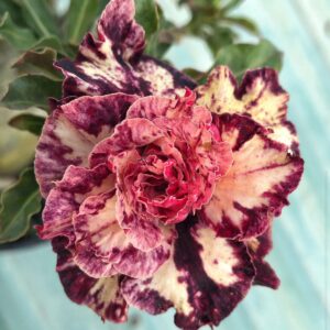 Podadinha - Rosa do Deserto Criptonita