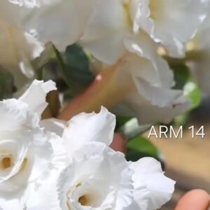 Podadinha - Rosa do Deserto ARM 14