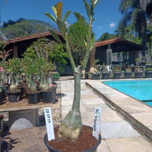 2808 54 Rosa do Deserto Céu Estrelado