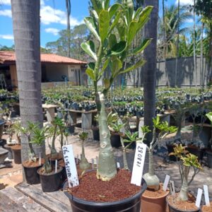 2808 71 Rosa do Deserto Céu Estrelado