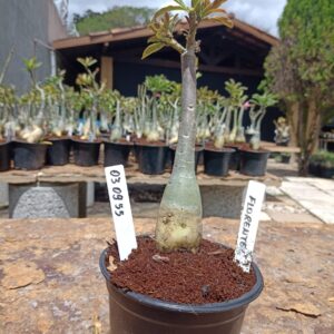 0309 55 Rosa do Deserto Florente