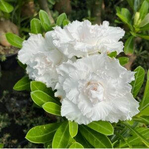 Podadinha - Rosa do Deserto Branca Tripla