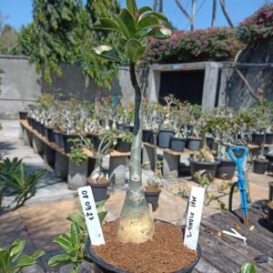 0809 27 Rosa do Deserto Mei Xiang 2