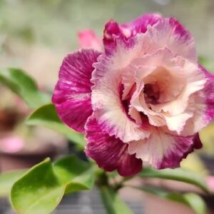 Podadinha - Rosa do Deserto Encantus