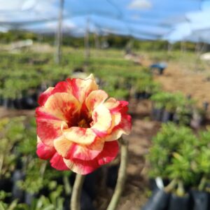 Podadinha - Rosa do Deserto Fogueira 2